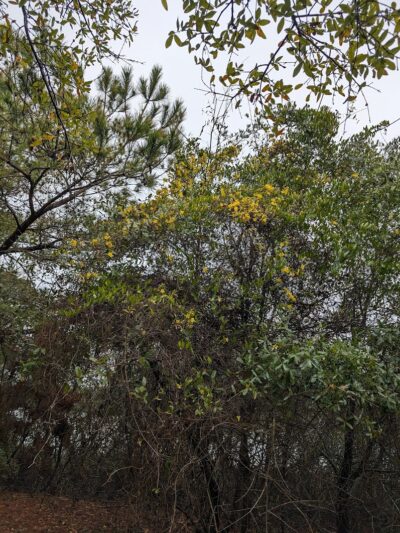 Sandpiper Pond Trail - Murrells Inlet, SC