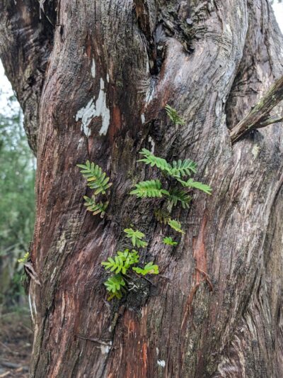 Sandpiper Pond Trail - Murrells Inlet, SC
