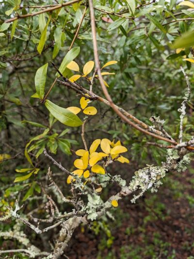 Sandpiper Pond Trail - Murrells Inlet, SC