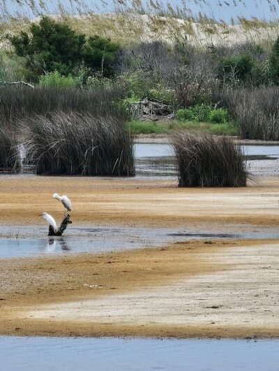 Sandpiper Pond Trail - Murrells Inlet, SC