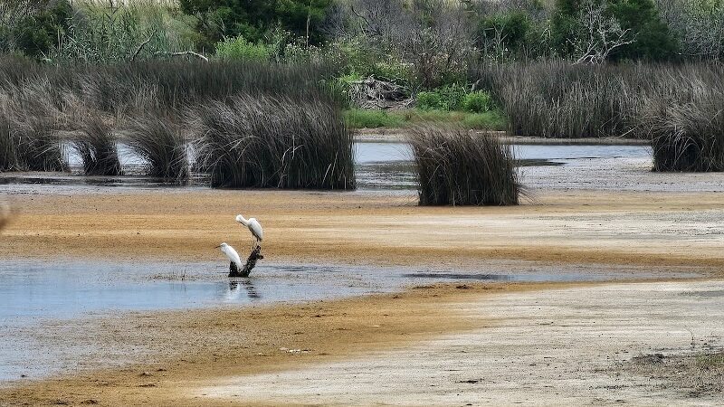 Sandpiper Pond Trail - Murrells Inlet, SC