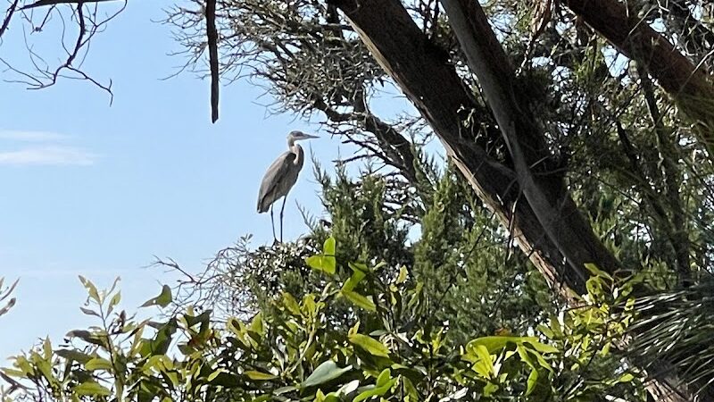 Sandpiper Pond Trail - Murrells Inlet, SC