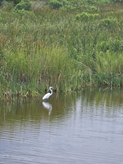 Sandpiper Pond Trail - Murrells Inlet, SC