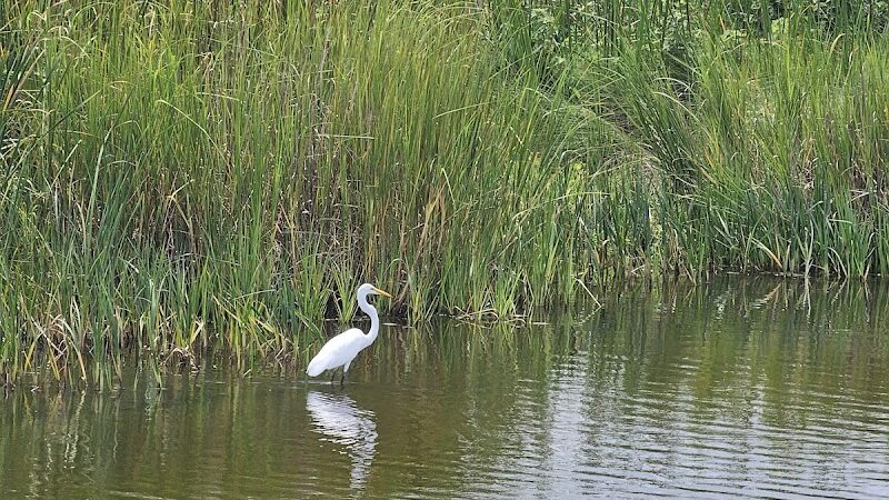 Sandpiper Pond Trail - Murrells Inlet, SC