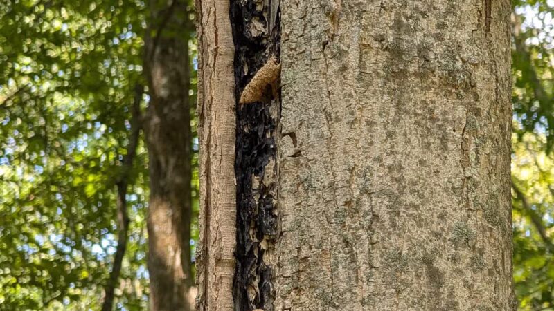 Duff Park - Murrysville, PA