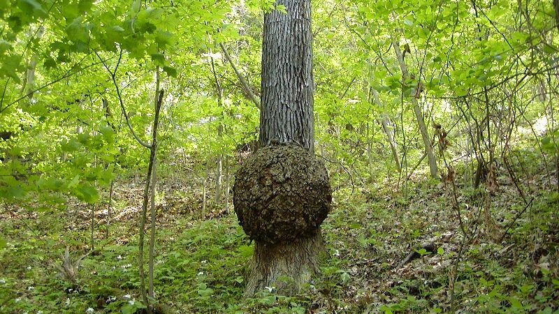 Duff Park - Murrysville, PA