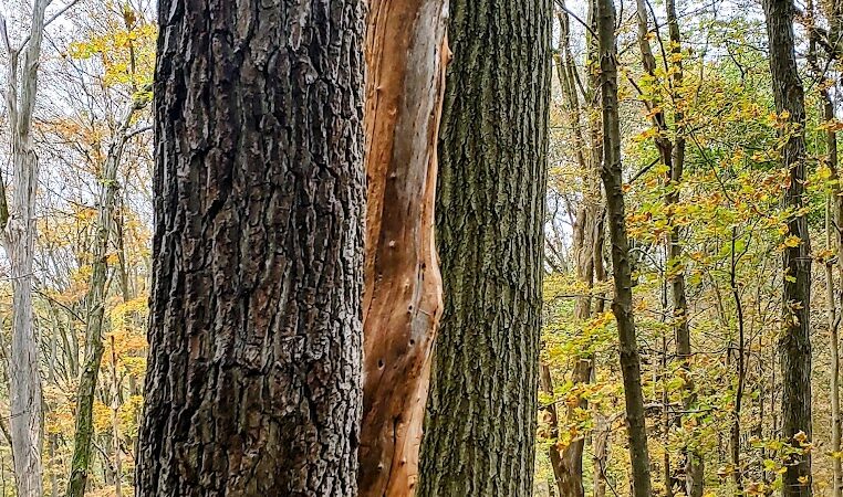 Duff Park - Murrysville, PA