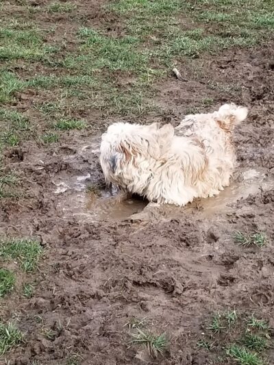 Paws on the Run Dog Park - Murrysville, PA