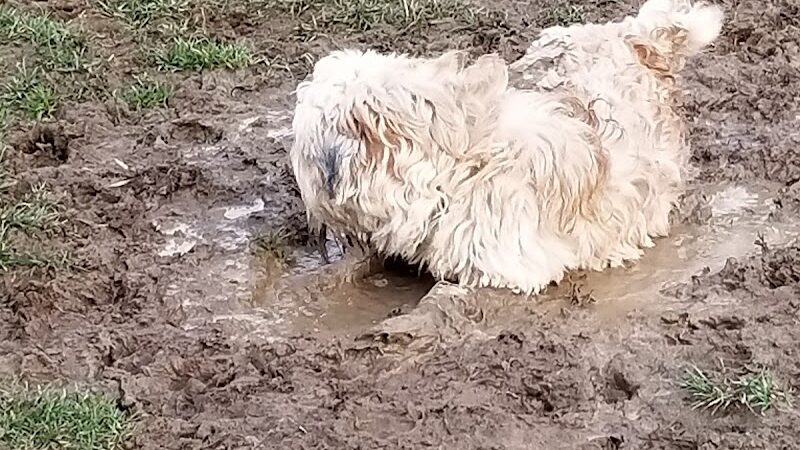 Paws on the Run Dog Park - Murrysville, PA