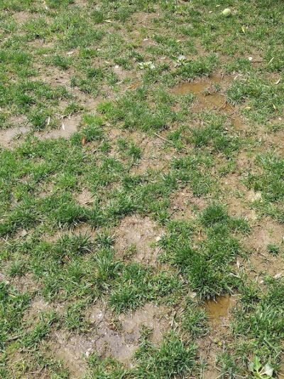 Paws on the Run Dog Park - Murrysville, PA