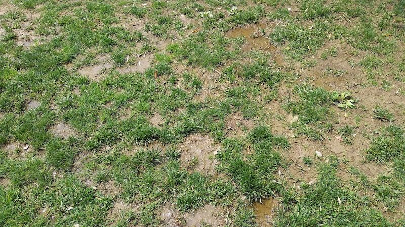 Paws on the Run Dog Park - Murrysville, PA