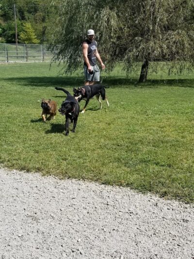 Paws on the Run Dog Park - Murrysville, PA