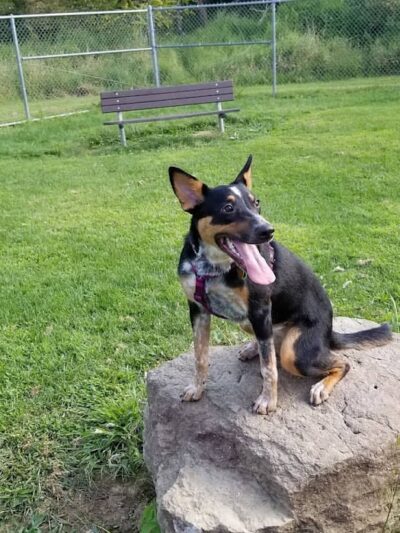 Paws on the Run Dog Park - Murrysville, PA