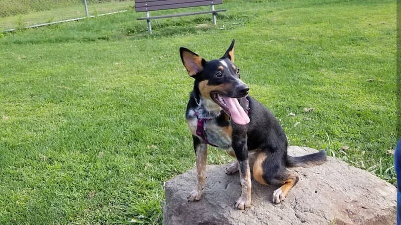 Paws on the Run Dog Park - Murrysville, PA