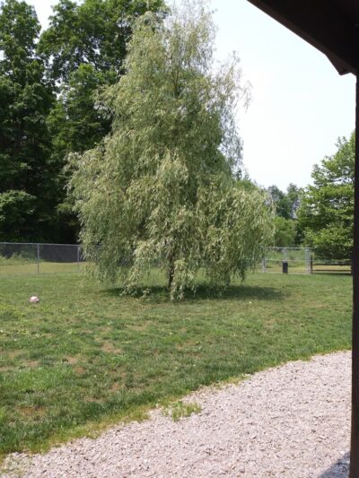 Paws on the Run Dog Park - Murrysville, PA