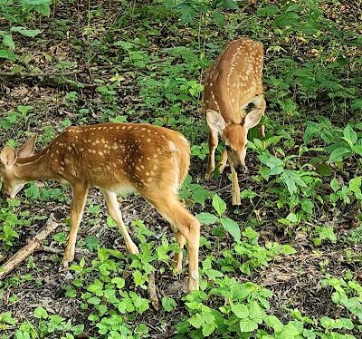 Roberts Trail Access - Westmoreland Heritage Trail - Murrysville, PA