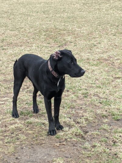 Muscatine Dog Park - Muscatine, IA