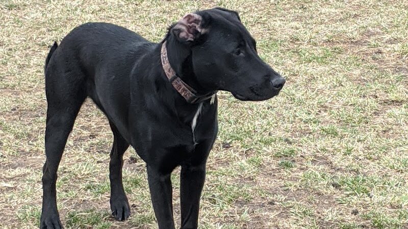 Muscatine Dog Park - Muscatine, IA