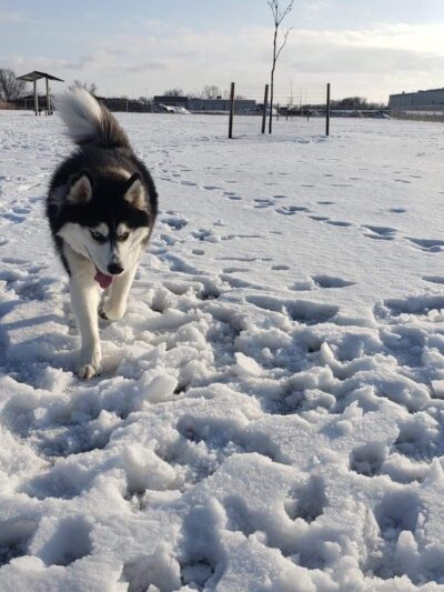 Muscatine Dog Park - Muscatine, IA
