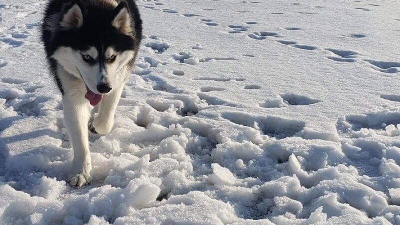 Muscatine Dog Park - Muscatine, IA