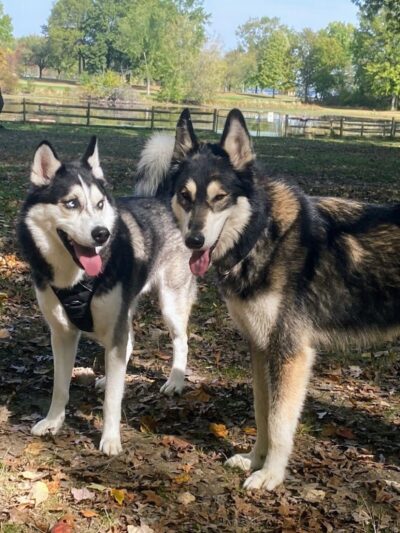 Muscatine Dog Park - Muscatine, IA