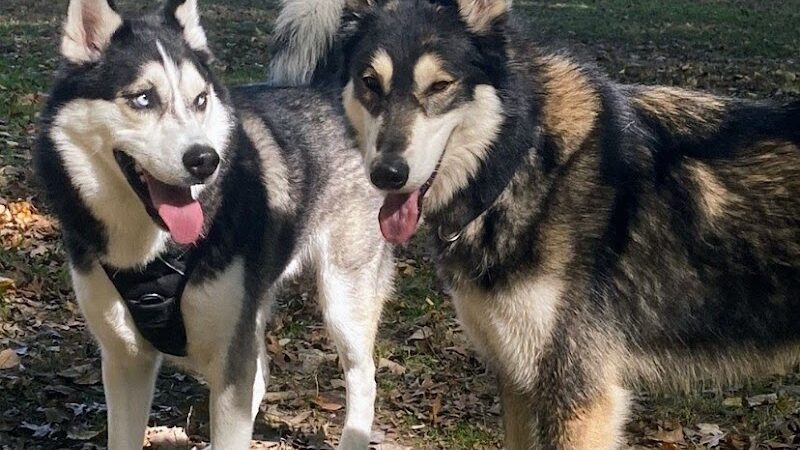 Muscatine Dog Park - Muscatine, IA