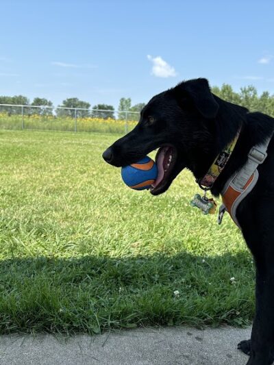 Muscatine Dog Park - Muscatine, IA