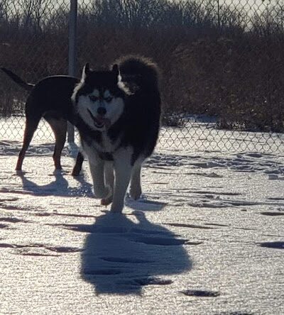 Muscatine Dog Park - Muscatine, IA