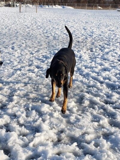 Muscatine Dog Park - Muscatine, IA