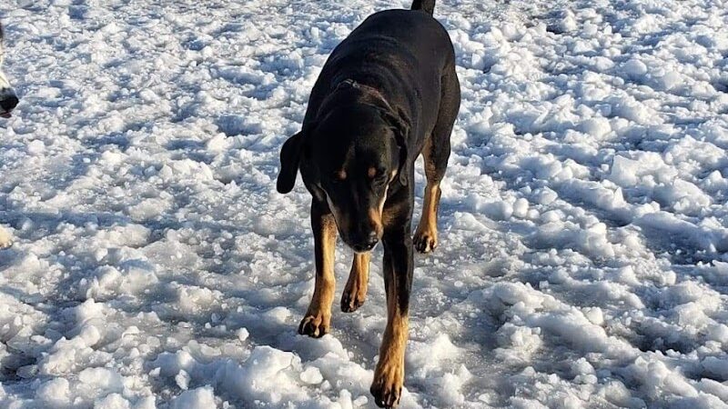 Muscatine Dog Park - Muscatine, IA