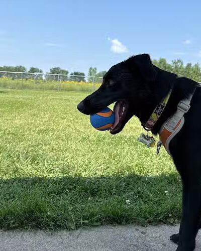 Muscatine Dog Park - Muscatine, IA