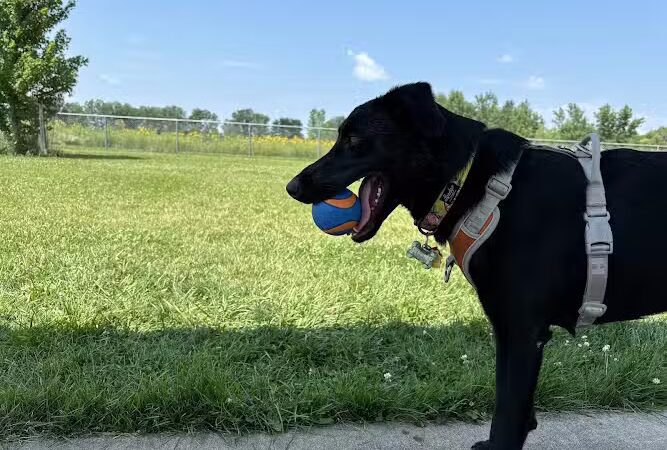 Muscatine Dog Park - Muscatine, IA