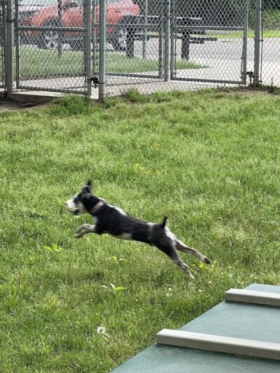 Coody Creek Bark Park - Muskogee, OK
