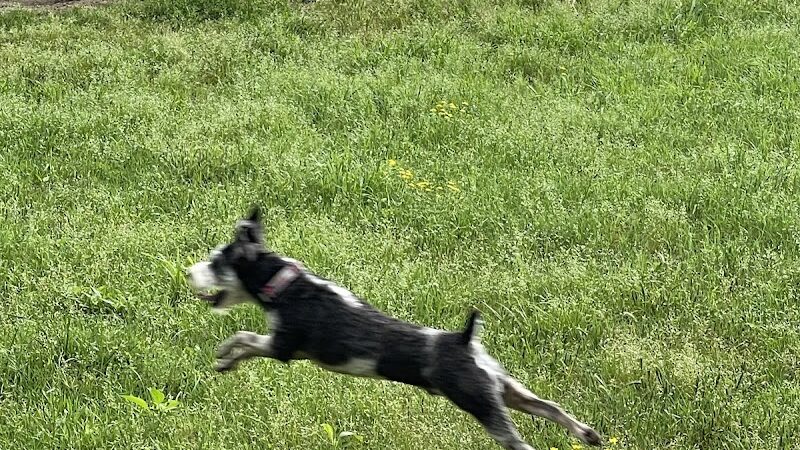 Coody Creek Bark Park - Muskogee, OK