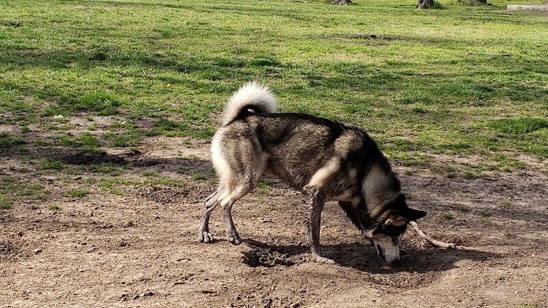 Coody Creek Bark Park - Muskogee, OK