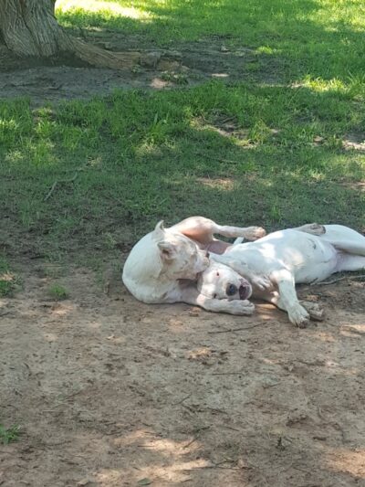 Coody Creek Bark Park - Muskogee, OK