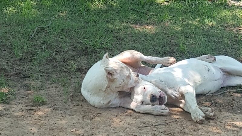 Coody Creek Bark Park - Muskogee, OK