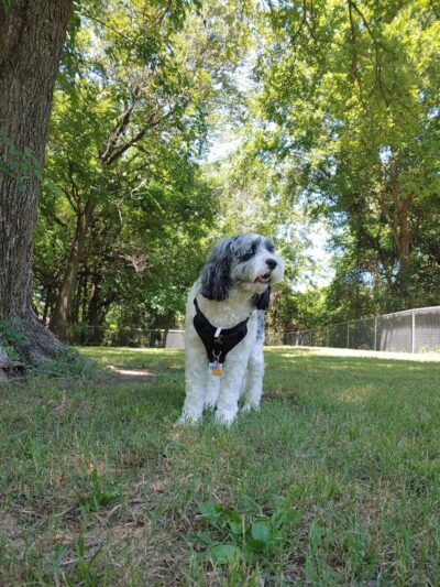 Coody Creek Bark Park - Muskogee, OK