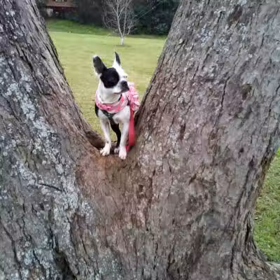 Banita Creek Park North and Dog Park - Nacogdoches, TX