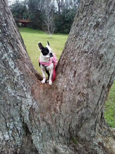 Banita Creek Park North and Dog Park - Nacogdoches, TX