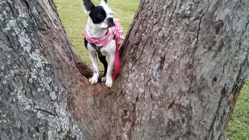 Banita Creek Park North and Dog Park - Nacogdoches, TX