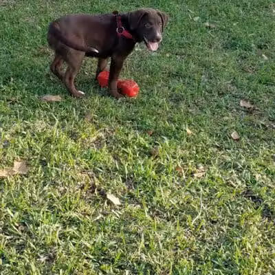 Banita Creek Park North and Dog Park - Nacogdoches, TX