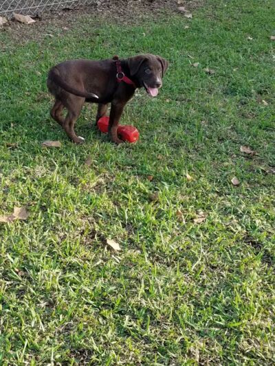 Banita Creek Park North and Dog Park - Nacogdoches, TX