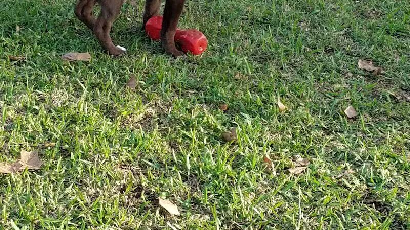 Banita Creek Park North and Dog Park - Nacogdoches, TX