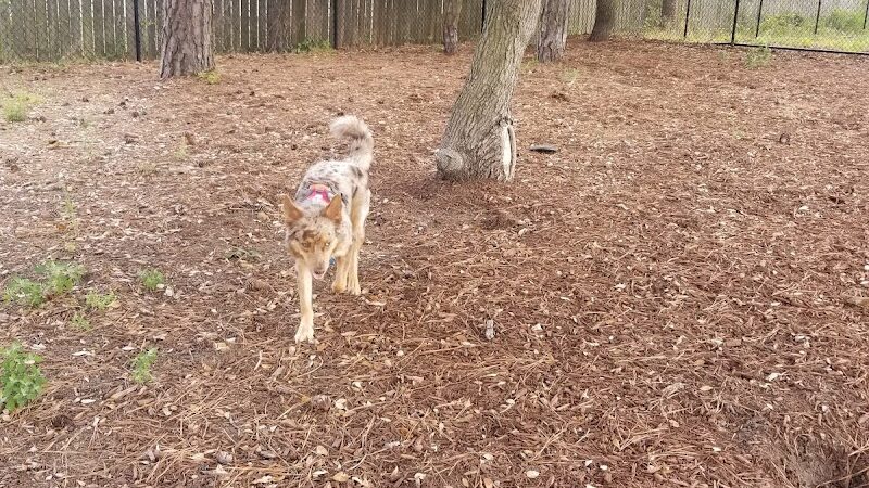 Nags Head Dog Park - Nags Head, NC