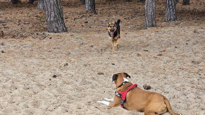 Nags Head Dog Park - Nags Head, NC