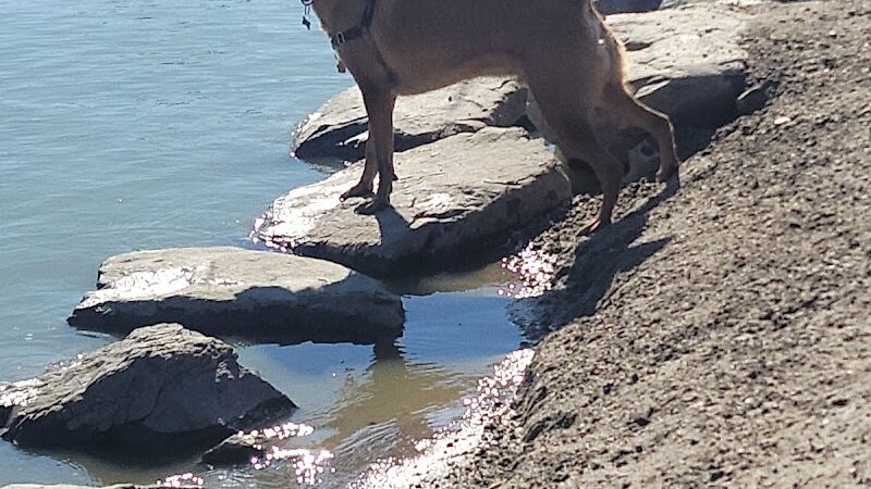 Amity Dog Park