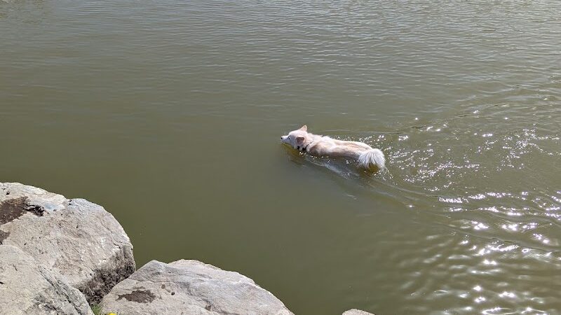 Amity Dog Park