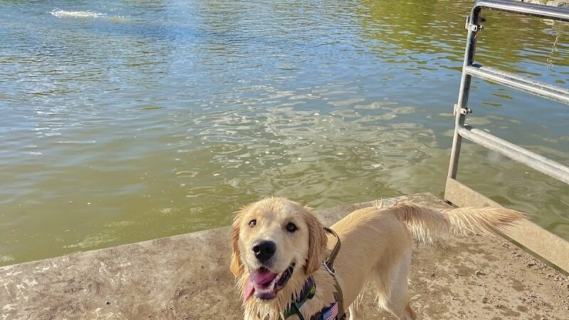 Amity Dog Park