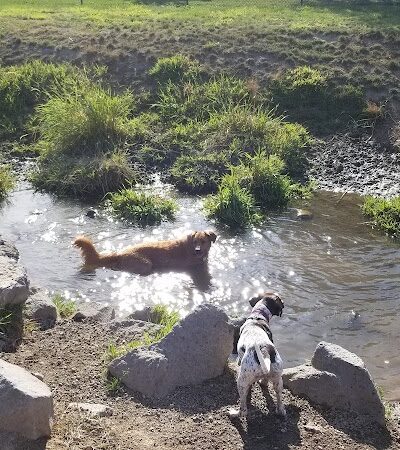 Amity Dog Park